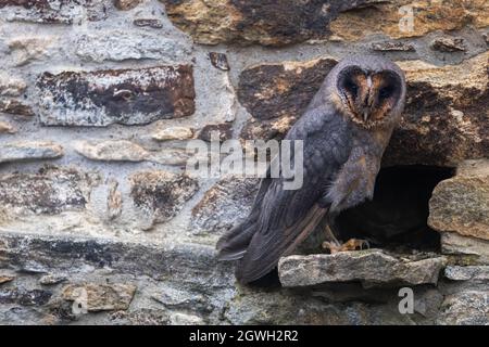 Dark form of barn owl is posing on the stone wall closeup. Stock Photo