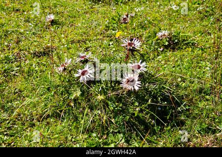 Close up of a silver thistle, also called Carlina acaulis or Silberdistel Stock Photo