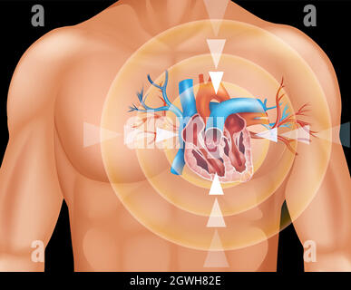 Human heart in close up diagram Stock Vector