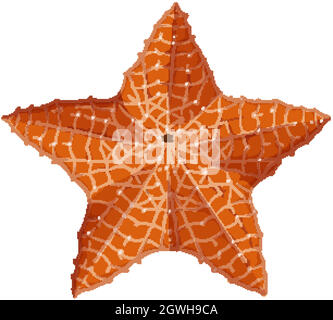 Star fish cartoon style on white background Stock Vector