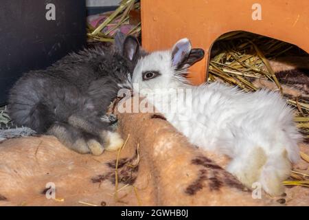Domestic white and grey baby Jersey Wooly rabbit eating and sleeping, Cape Town, South Africa Stock Photo
