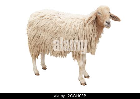 The Sheep full body standing isolated on white background with clipping path. Stock Photo
