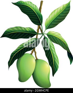 Fresh mango on the branch Stock Vector