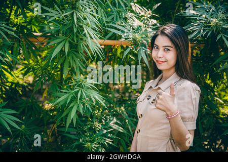 Woman thumbs up with Cannabis tree, young Marijuana plant farm owner success in Hemp plantation agriculture. Stock Photo
