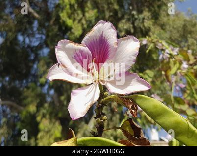 the orchid tree Bauhinia variegata is a species of flowering plant in the legume family Fabaceae in Israel Stock Photo