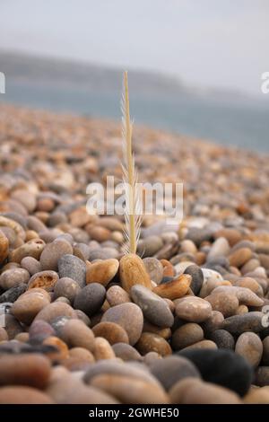 Feather on the stones beach Stock Photo