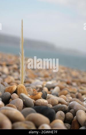 Feather on the stones beach Stock Photo