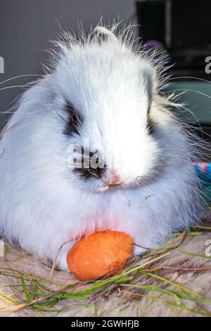 Domestic white baby Jersey Wooly rabbit eating and sleeping, Cape Town, South Africa Stock Photo