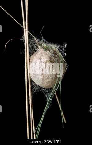 An example of the egg sac of a Wasp spider, Argiope bruennichi, that has spread from Europe and colonised parts of southern England. Dorset England UK Stock Photo