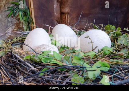 Dinosaur eggs at the Jurassic Land museum in Istanbul, Turkey Stock Photo