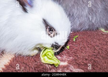 Domestic white baby Jersey Wooly rabbit eating and sleeping, Cape Town, South Africa Stock Photo