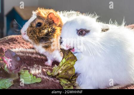 Domestic white baby Jersey Wooly rabbit eating and sleeping, Cape Town, South Africa Stock Photo