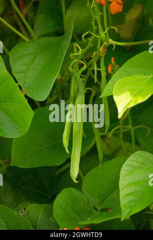 Flowering runner bean plants and beans growing in a garden in Lancashire England UK GB. Stock Photo