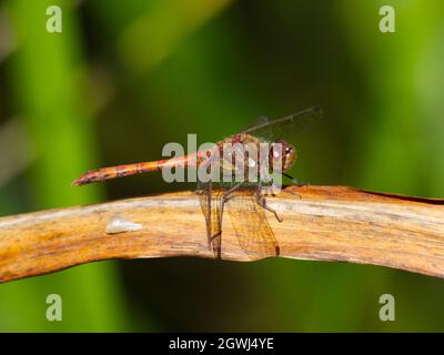 Male Common Darter (Sympetrum striolatum) dragonfly perched on leaf at Smestow Valley nature reserve, Wolverhampton, UK Stock Photo