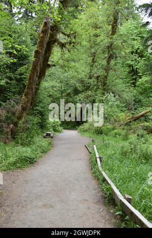 The mosses, vines, and evergreens of the Hall of Mosses at the Hoh Rainforest in Olympic National Park Stock Photo