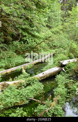 The mosses, vines, and evergreens of the Hall of Mosses at the Hoh Rainforest in Olympic National Park Stock Photo