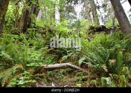 The mosses, vines, and evergreens of the Hall of Mosses at the Hoh Rainforest in Olympic National Park Stock Photo