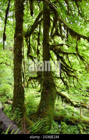 The mosses, vines, and evergreens of the Hall of Mosses at the Hoh Rainforest in Olympic National Park Stock Photo