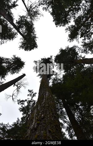 The mosses, vines, and evergreens of the Hall of Mosses at the Hoh Rainforest in Olympic National Park Stock Photo