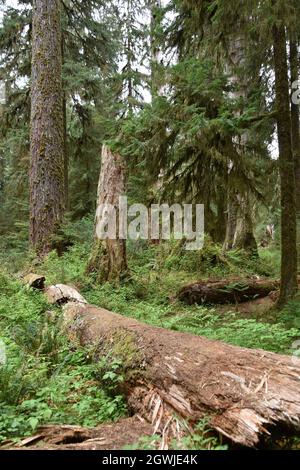 The mosses, vines, and evergreens of the Hall of Mosses at the Hoh Rainforest in Olympic National Park Stock Photo