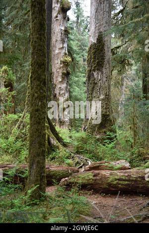 The mosses, vines, and evergreens of the Hall of Mosses at the Hoh Rainforest in Olympic National Park Stock Photo