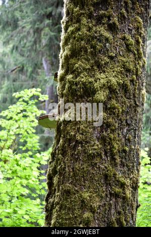 The mosses, vines, and evergreens of the Hall of Mosses at the Hoh Rainforest in Olympic National Park Stock Photo