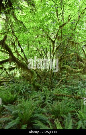 The mosses, vines, and evergreens of the Hall of Mosses at the Hoh Rainforest in Olympic National Park Stock Photo