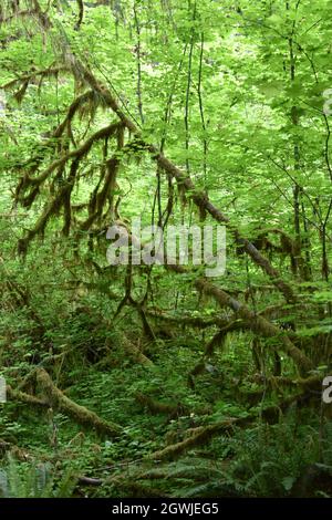 The mosses, vines, and evergreens of the Hall of Mosses at the Hoh Rainforest in Olympic National Park Stock Photo