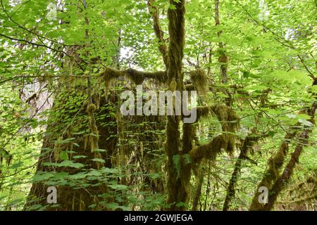 The mosses, vines, and evergreens of the Hall of Mosses at the Hoh Rainforest in Olympic National Park Stock Photo