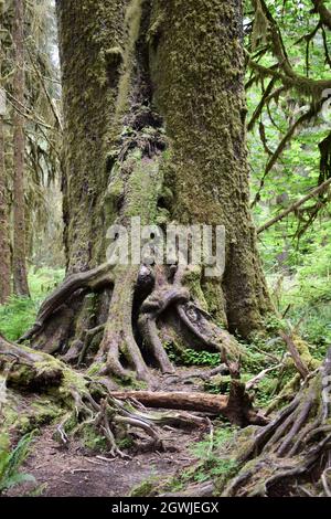 The mosses, vines, and evergreens of the Hall of Mosses at the Hoh Rainforest in Olympic National Park Stock Photo