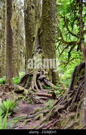 The mosses, vines, and evergreens of the Hall of Mosses at the Hoh Rainforest in Olympic National Park Stock Photo