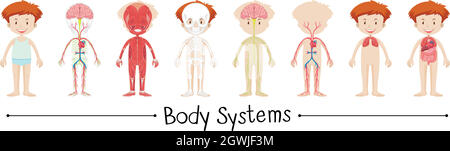 Body system of boy Stock Vector