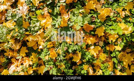 Fallen Autumn Foliage Lying On Green Grass. Stock Photo