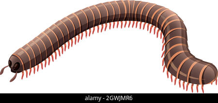 Centipede on white background Stock Vector