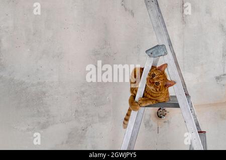 Funny young red tabby cat sits on top step of stepladder Stock Photo