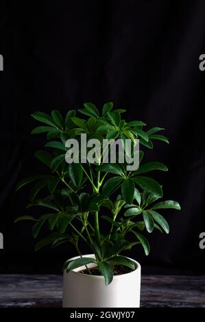umbrella tree houseplant against black background on wooden surface Stock Photo