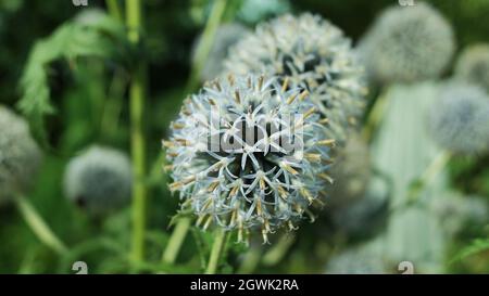 A selective focus shot of great globe-thistles, outdoors during daylight Stock Photo