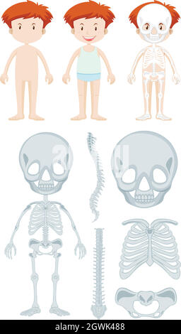 Anatomy of little boy Stock Vector