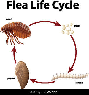 Diagram showing life cycle of flea Stock Vector Image & Art - Alamy