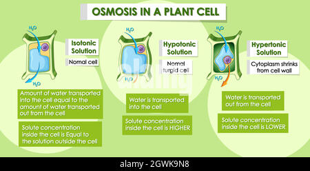 Diagram showing osmosis in plant cell Stock Vector