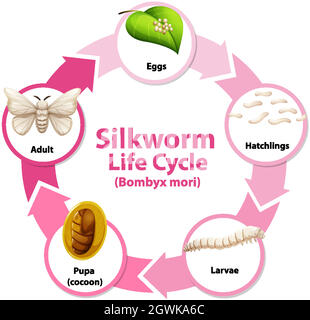 Diagram showing life cycle of Silkworm Stock Vector