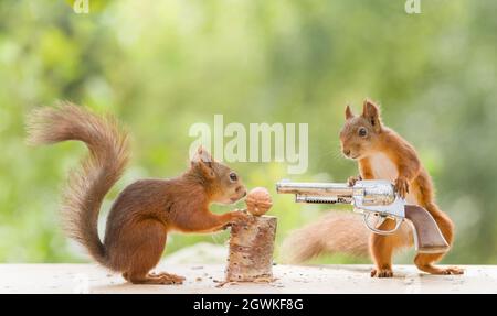 squirrel with pistol