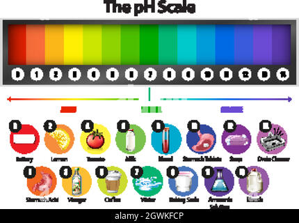 The pH scale on white background Stock Vector