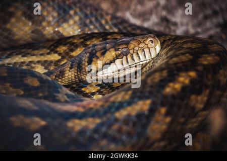 large snake lies curled up in rings Stock Photo