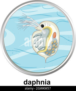 Anatomy structure of Daphnia on white background Stock Vector