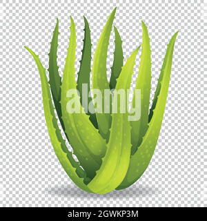 Aloe vera on transparent background Stock Vector