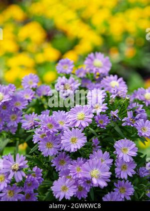 Aster is a genus of perennial flowering plants in the family Asteraceae. Blurred background. Stock Photo