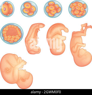 Stages in human embryonic development Stock Vector