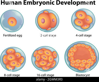 Stages in human embryonic development Stock Vector