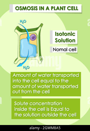 Diagram showing osmosis in plant cell Stock Vector